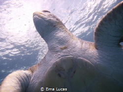 Agatha, our friendly turtle - Tenerife, Canary Islands
p... by Erna Lucas 